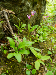Primula fassettii