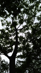 Zelkova