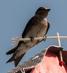 Purple Martin photo 4