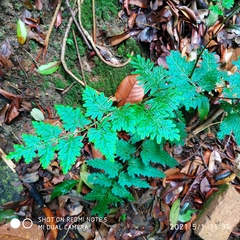 Selaginella willdenowii
