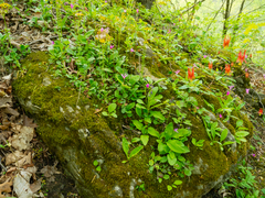 Primula fassettii