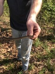 Thamnophis sirtalis