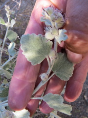 Malacothamnus niveus