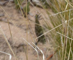 Palpares speciosus