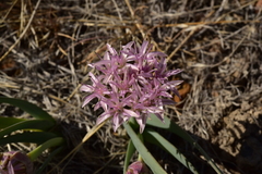 Allium anceps