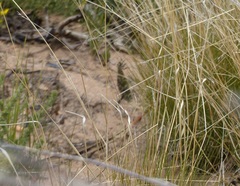 Palpares speciosus
