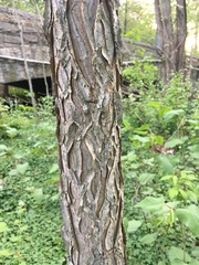 Gymnocladus