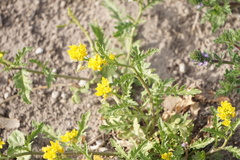 Rorippa sinuata