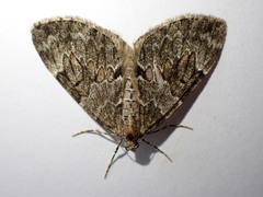 Thera variata