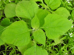 Tithonia rotundifolia