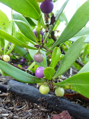 Myoporum boninense