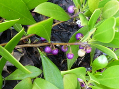Myoporum boninense