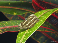 Neptis omeroda