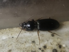 Clivina dentipes