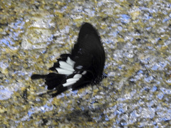 Papilio prexaspes