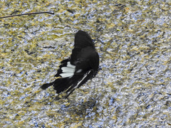 Papilio prexaspes