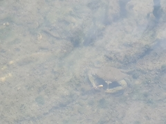 Callinectes arcuatus