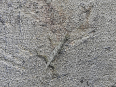 Draco
