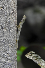 Draco