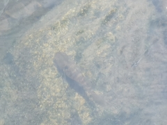 Dormitator latifrons