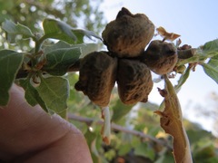 Disholcaspis mamillana