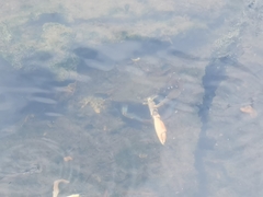 Callinectes arcuatus