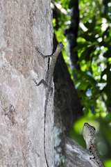 Draco