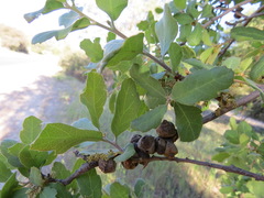 Disholcaspis mamillana