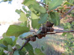 Disholcaspis mamillana