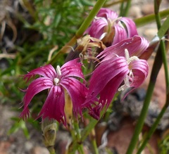 Dianthus bolusii