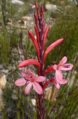 Watsonia wilmaniae