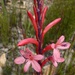 Watsonia wilmaniae - Photo (c) Sally Adam,  זכויות יוצרים חלקיות (CC BY-NC), הועלה על ידי Sally Adam