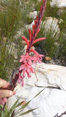 Watsonia wilmaniae