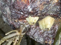 Amphibalanus eburneus