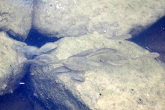 Planiliza subviridis