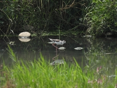 Himantopus himantopus