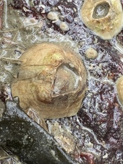 Amphibalanus eburneus