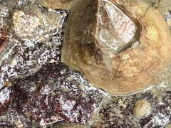 Amphibalanus eburneus