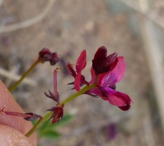 Indigofera capillaris