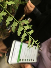 Asplenium gueinzianum