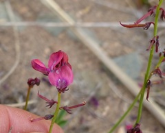 Indigofera capillaris
