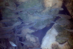 Planiliza subviridis