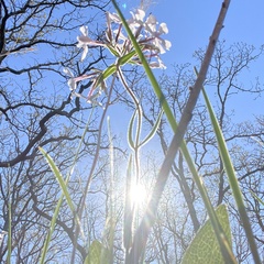 Phlox pilosa