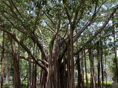 Ficus prolixa