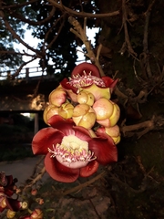Couroupita guianensis