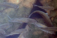 Planiliza subviridis