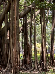 Ficus prolixa