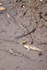 Periophthalmus chrysospilos