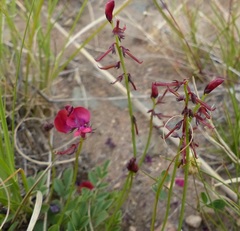 Indigofera capillaris