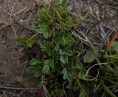 Indigofera capillaris